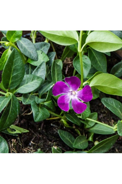Барвінок малий Атропурпуреа цвітіння